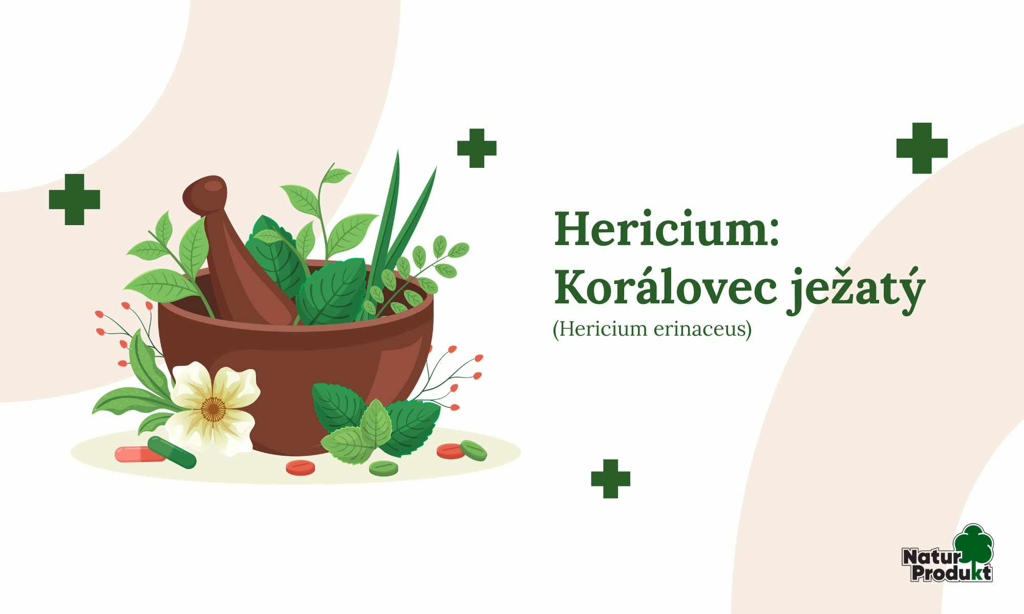 Hericium: Korálovec ježatý (lion’s mane)
