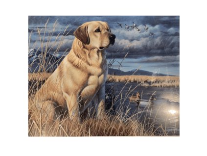 malování podle čísel - labrador