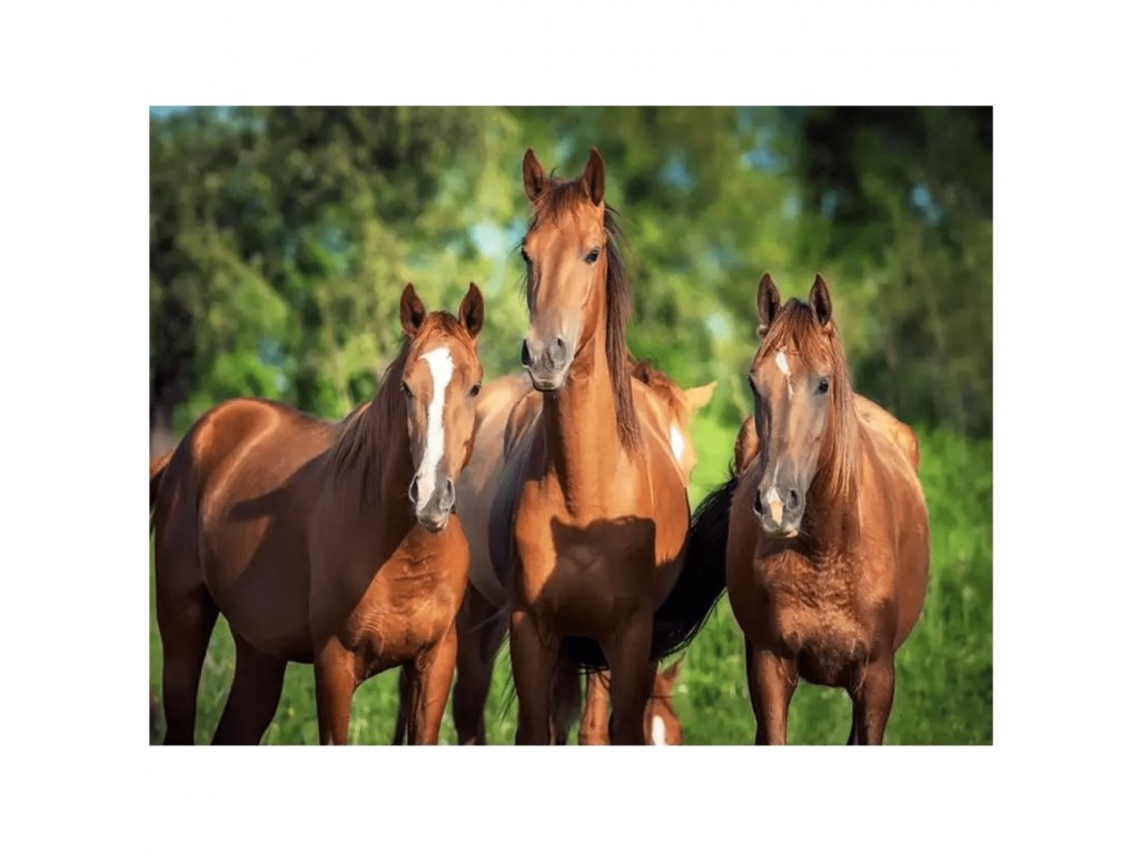 Bájos festés számok szerint - lovak