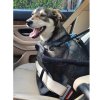praktikus autósülés kutyáknak és kisállatoknak