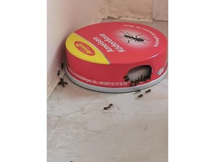 účinná nástraha na mravce domček