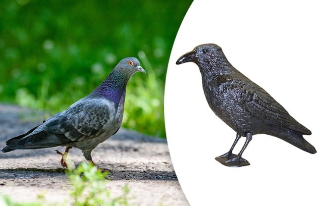 DVOJBALENIE - Účinný plašič vtákov - plastová maketa havrana