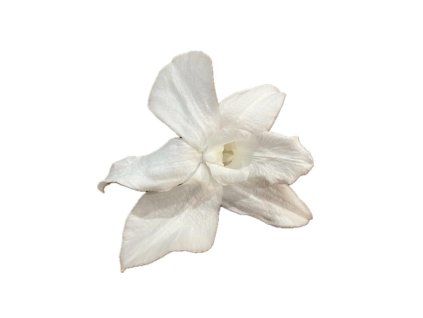 Stabilizované květiny Orchidej Dendrobium – bílé