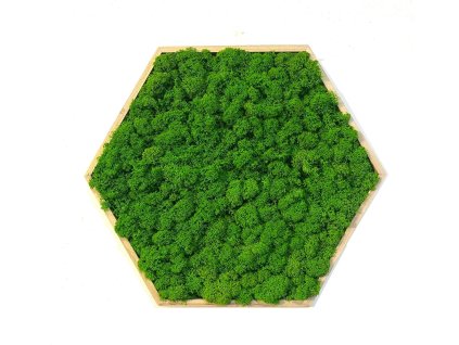 Mechový obraz – Hexagon