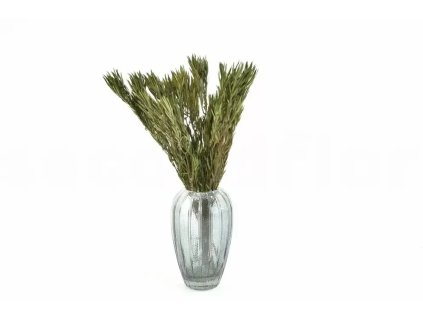 Stabilizované rostliny Salignum – zelená