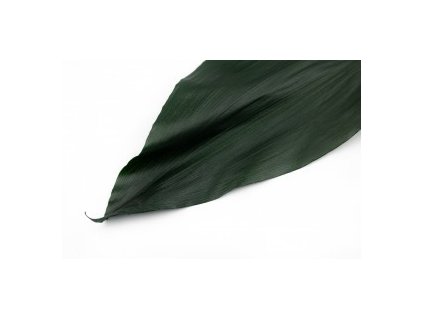 preserved aspidistra 8