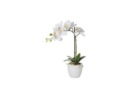 orchidej phalenopsis v33cm s kvetinacom gasper 131811.thumb 517x455