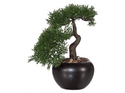 bonsai zeder 25 cm vc. kvetinace 71952