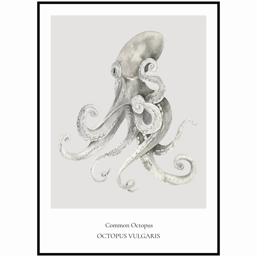 Plakát Common Octopus