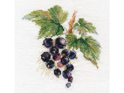 AL0-141 Černý rybíz