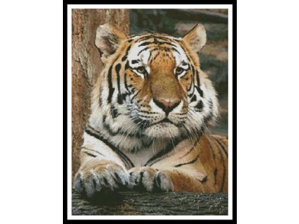 IC2791-10384 Bengal Tiger 4 (Aida 18ct)