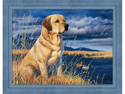 AZDP-1681 Labrador na lovu
