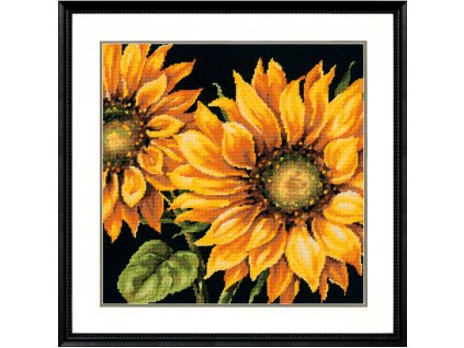 120659 71 20083 dramatic sunflower slunecnice