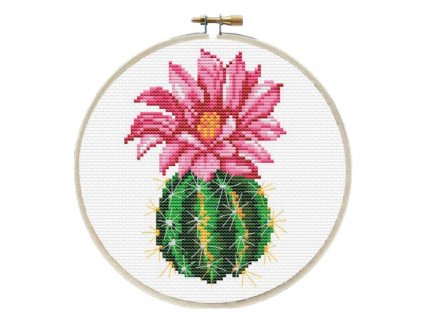 GR-LB240.062 Růžově kvetoucí kaktus
