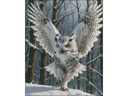 37 Let sněžné sovy