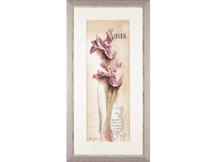 L-PN0008049(34925) Iris