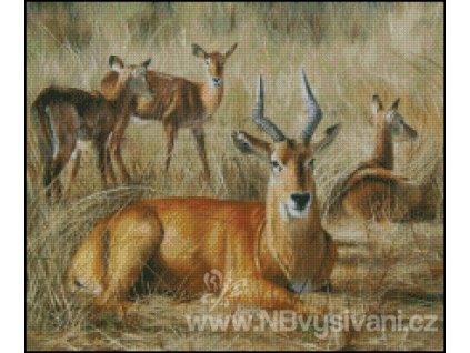 Puku Antelope (Aida 18ct)