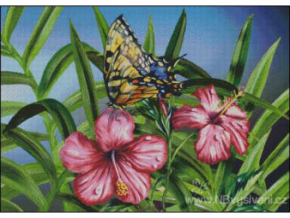 Monarch on Hibiscus (předloha)