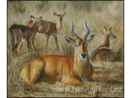 Puku Antelope (předloha)