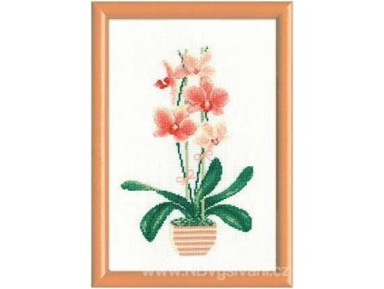 RIO-1161 Orchidea I.
