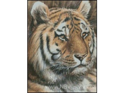 The Stare (předloha)