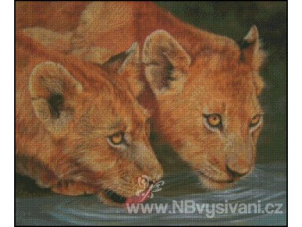 Two Lion Cubs Drinking (Aida 18ct)