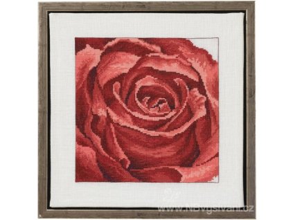 PER70-1150 Květ růže