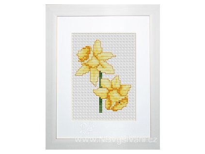 LUC-B026 Narcisky