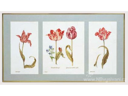 THG-2039A Tulipány (Aida)