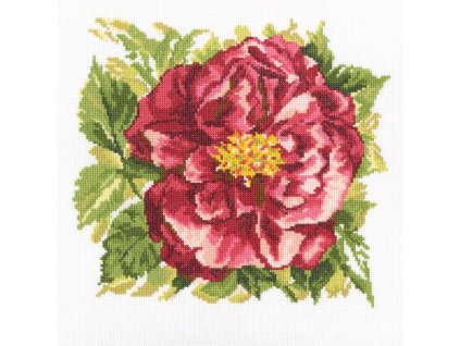 RT-M371 Anglická růže