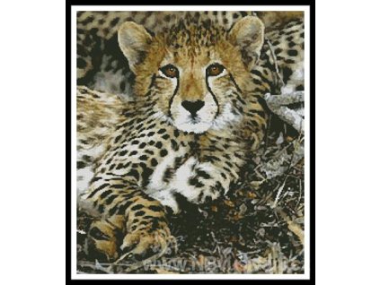 58940 ic1122 10024 baby cheetah predloha