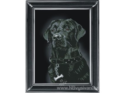 TK-10811 Labrador