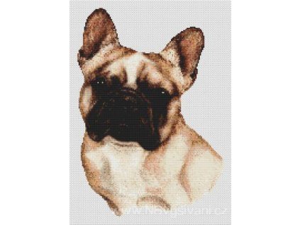 IC8527-(034-077) French Bulldog (předloha)