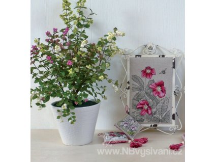 AJ-Deep Pink Hellebore