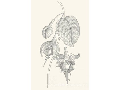 AJ-Fuchsias in Bloom