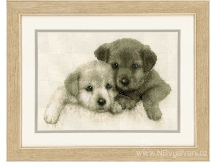 VE-PN0012170 Štěňata labradorů