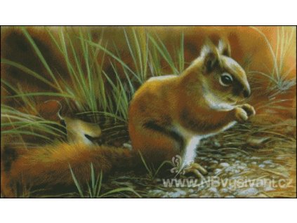 Red Squirrel (Aida 18ct)