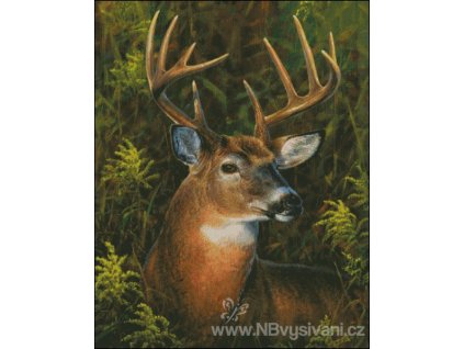 September Whitetail (předloha)
