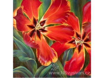 AZDP-1128 Tulipány