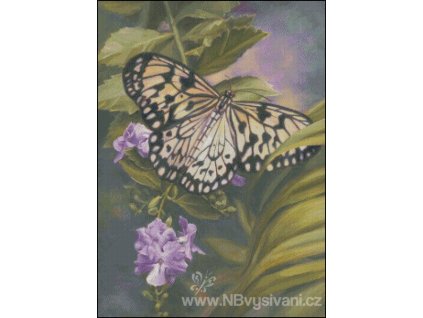 Rice Paper Butterfly (předloha)