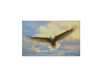 Bald Eagle - JN (předloha)