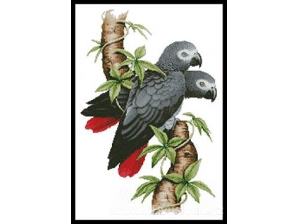 IC23681-13006 African Grey Parrots (Aida 18ct)
