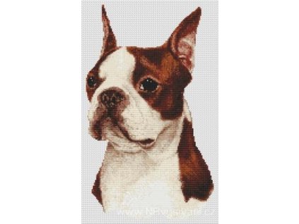 IC8449-(034-034) Red & White Boston Terrier (Aida 14ct)