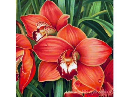 AZDP-1026 Orchidea