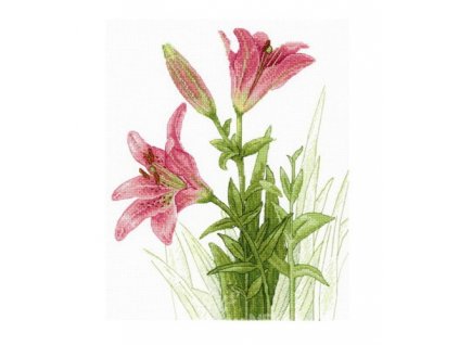 MPS-HB632 Lilie