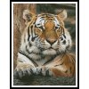 IC2791-10384 Bengal Tiger 4 (předloha)