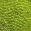 372 Light Green