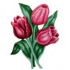 S-43.100 Tulipány