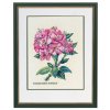 ROS12-895 Růžový rododendron