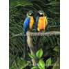 HAED - Macaws (Aida 18ct)